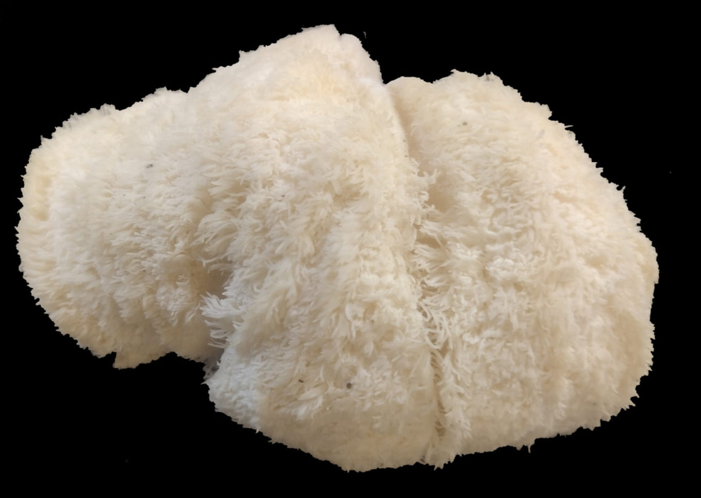 Close up photo of a Lion's Mane mushroom showing the fuzzy look that it is famous for. Lion's Mane is an edible mushroom which is rare for medicinal mushrooms. It is considered a delicacy in some countries.
