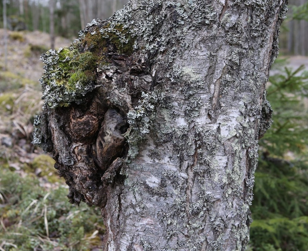 photo of chaga tree fungus growing on the bark of a tree, colors of gray in varying shades, with some green reindeer moss and light gray lichens growing on the chaga and the tree