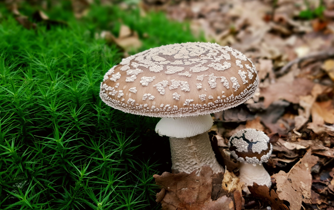Panther mushroom looks harmless but contains powerful neurotoxins. 