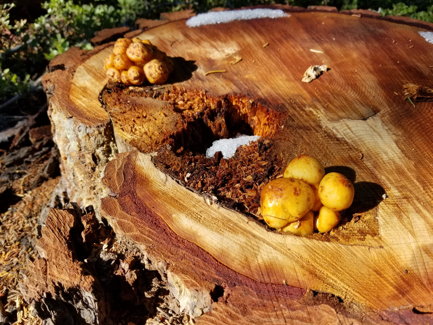 Mushrooms growing on the top of a stump  wet from melted snow. Stump is multicolored reds and browns and mushrooms look golden colored.