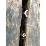 A cousin of ganoderma lucidum mushrooms growing on the side of vertical tree trunks , brown with white bands around the edges.