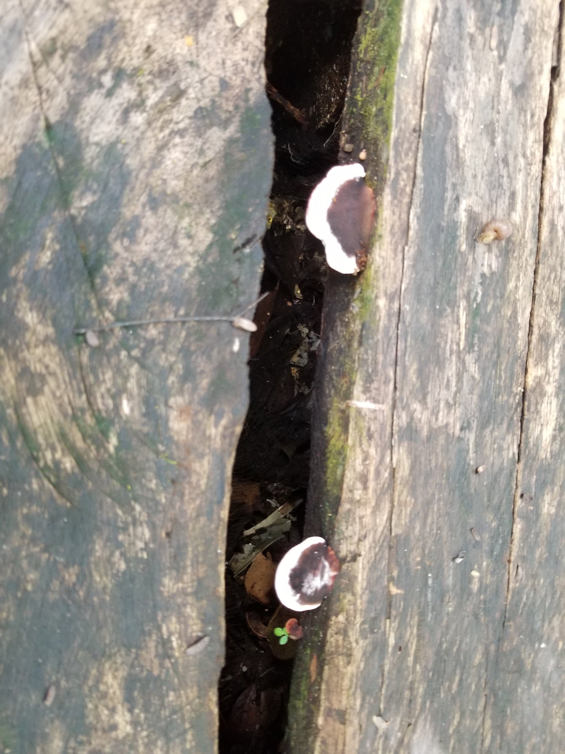 A cousin of ganoderma lucidum mushrooms growing on the side of vertical tree trunks , brown  with white bands around the edges. 