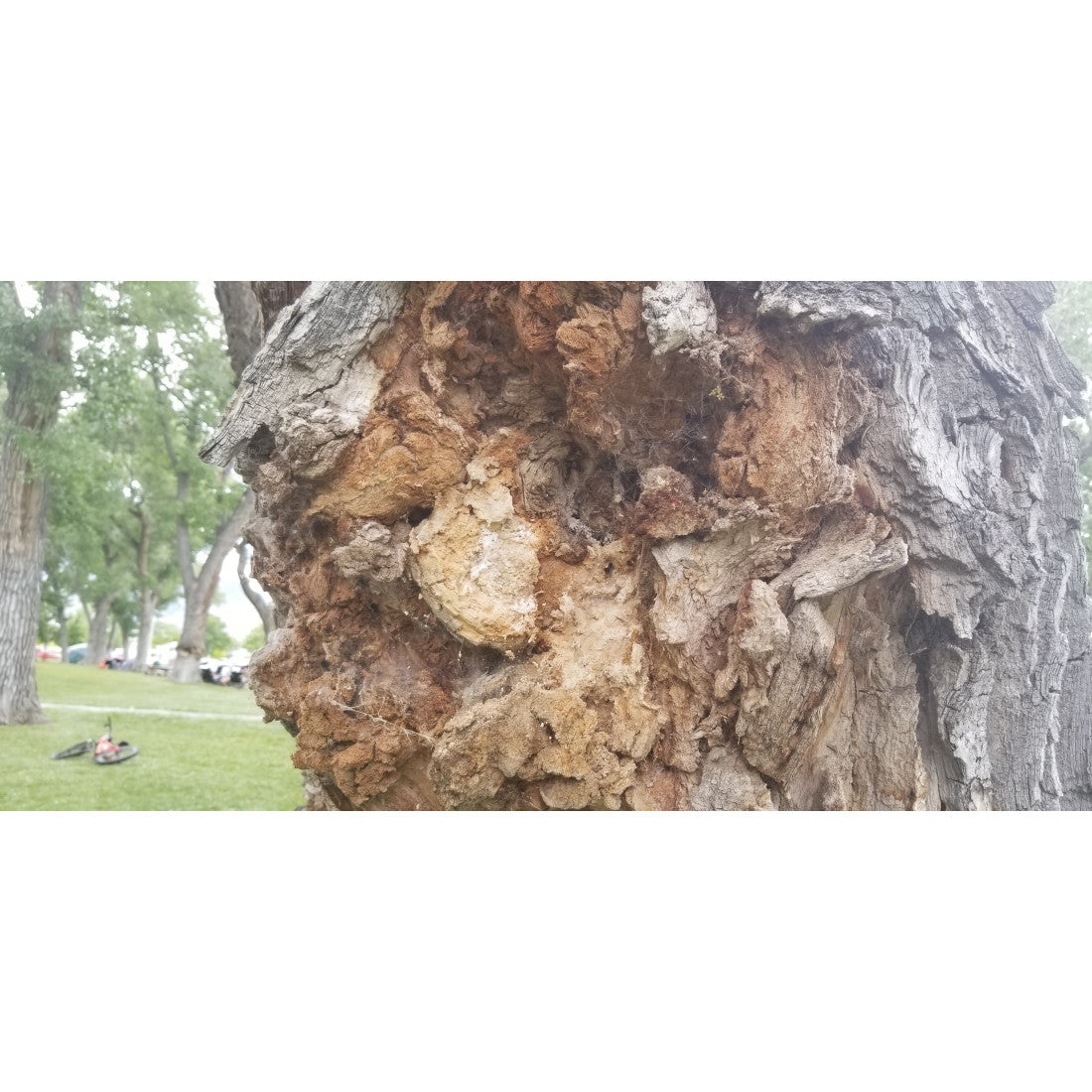 a close up photo photo of chaga tree fungus growing on the bark of a tree. photo of chaga tree fungus growing on the bark of a tree, colors of brown in varying shades, growing on a tree with light gray bark