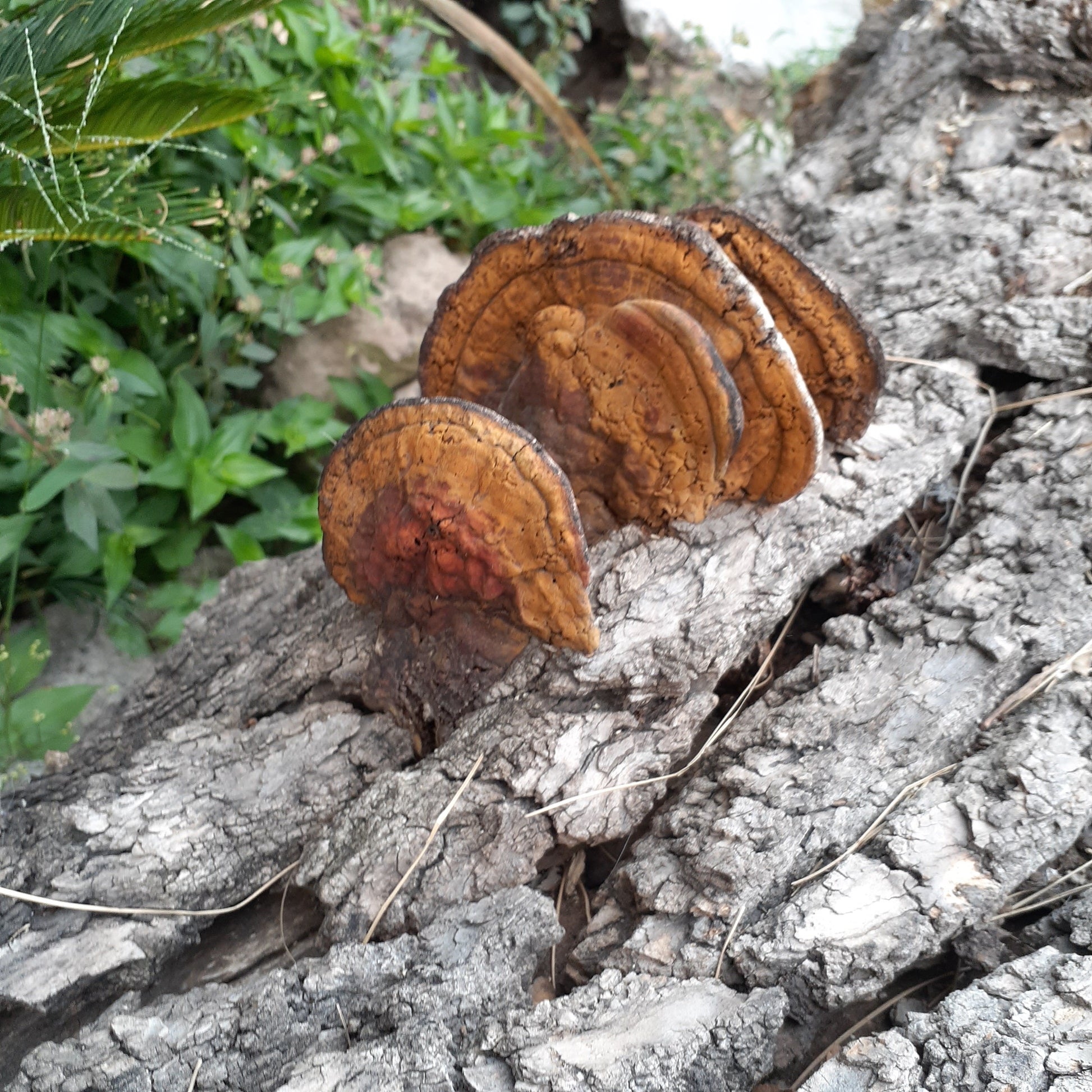 Ganoderma Lucidum mushrooms, rusty red color, looking like half dinner plates, growing on the bark on the limb of a tree.  Green plants in the background.