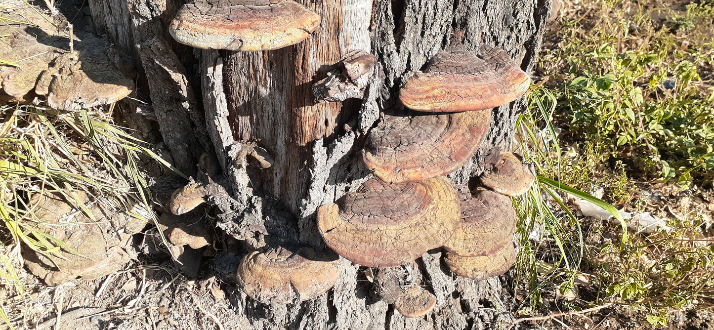 Ganoderma mushrooms, rusty red color, looking like half dinner plates, growing on the bark at the base of a tree.