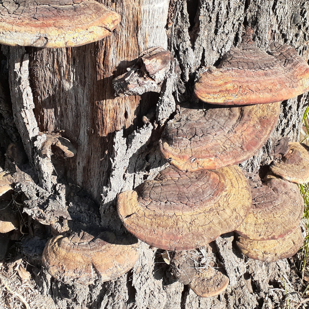 Ganoderma mushrooms, rusty red color, lookinh like half dinner plates, growing on the bark at the base of a tree.