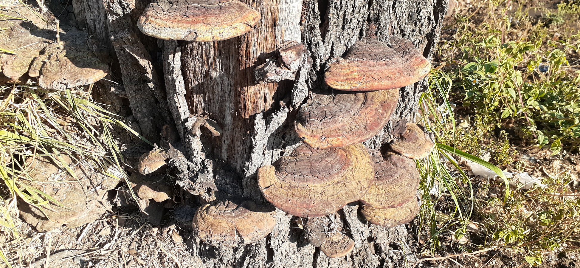 Ganoderma mushrooms, rusty red color, lookinh like half dinner plates, growing on the bark at the base of a tree.