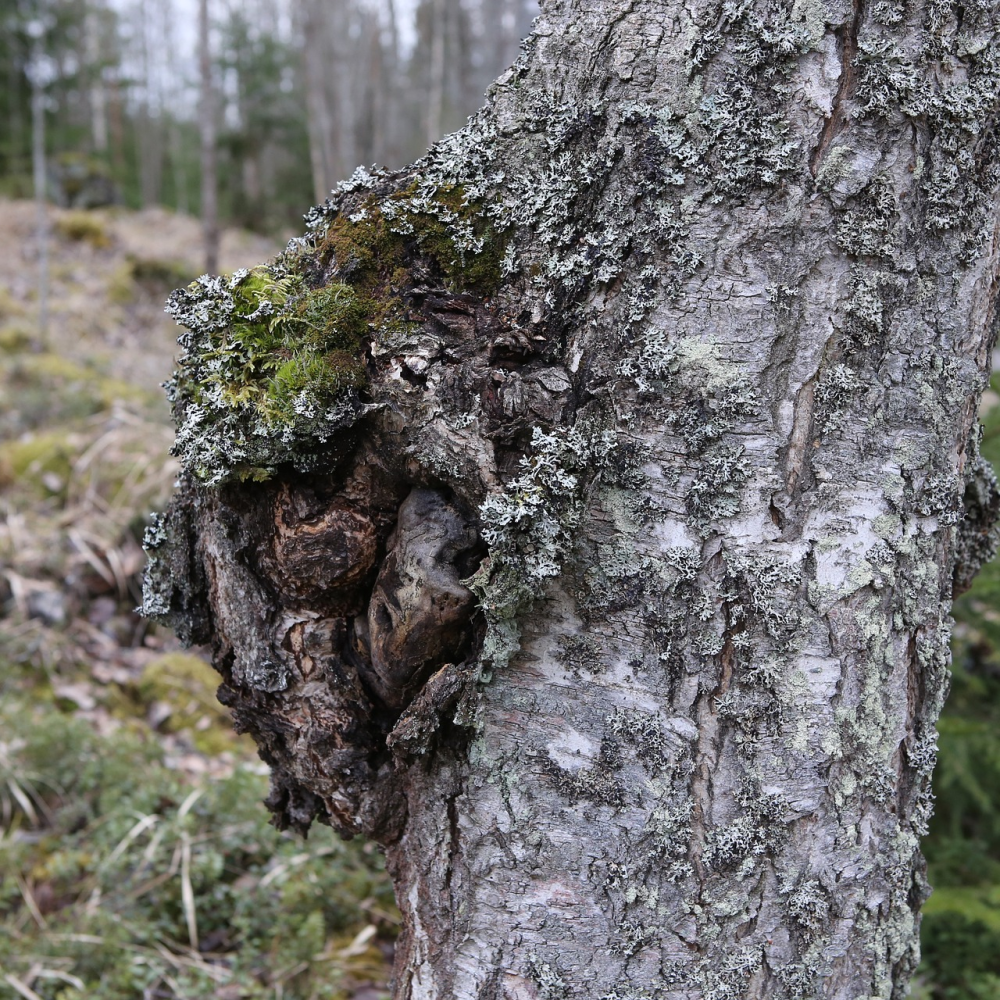 photo of chaga tree fungus growing on the bark of a tree,  colors of gray in varying shades, with some green reindeer moss and light gray lichens growing on the chaga and the tree