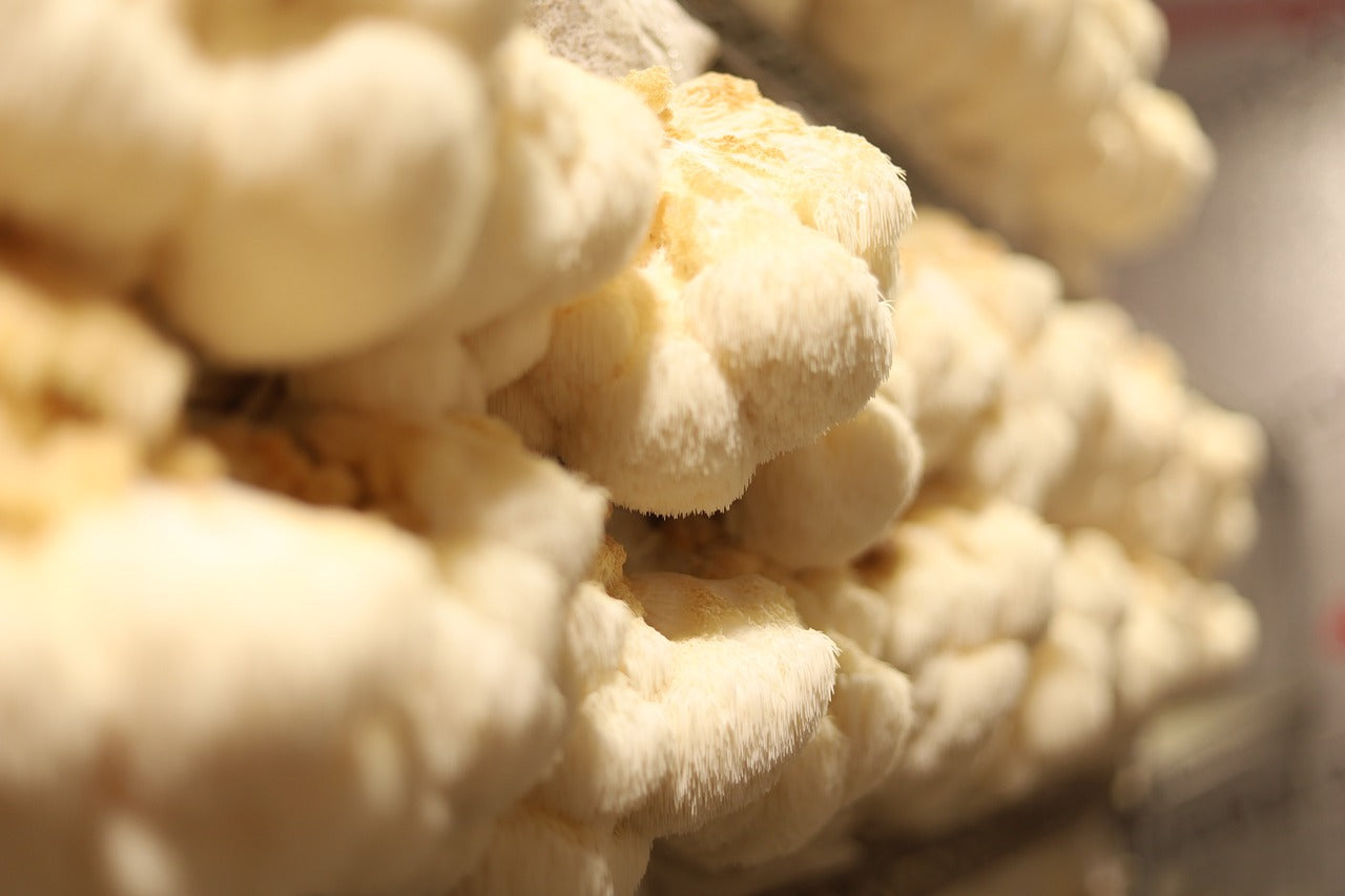 Close up photo of a Lion's Mane mushroom showing the fuzzy look that it is famous for. Lion's Mane is an edible mushroom which is rare for medicinal mushrooms. It is considered a delicacy in some countries.