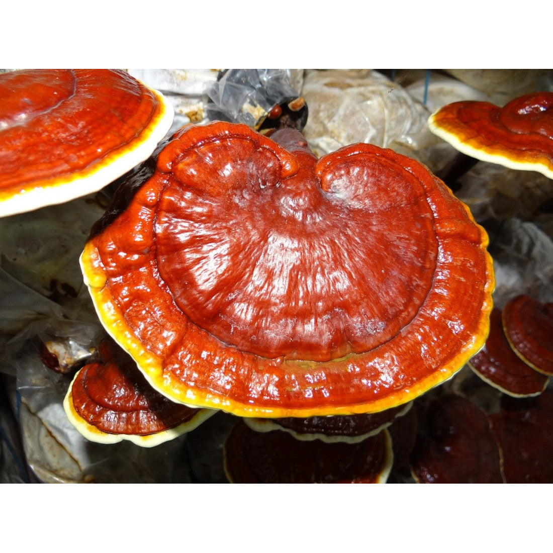 Ganoderma mushrooms, rusty red color, looking like small bright red dinner plates, growing 